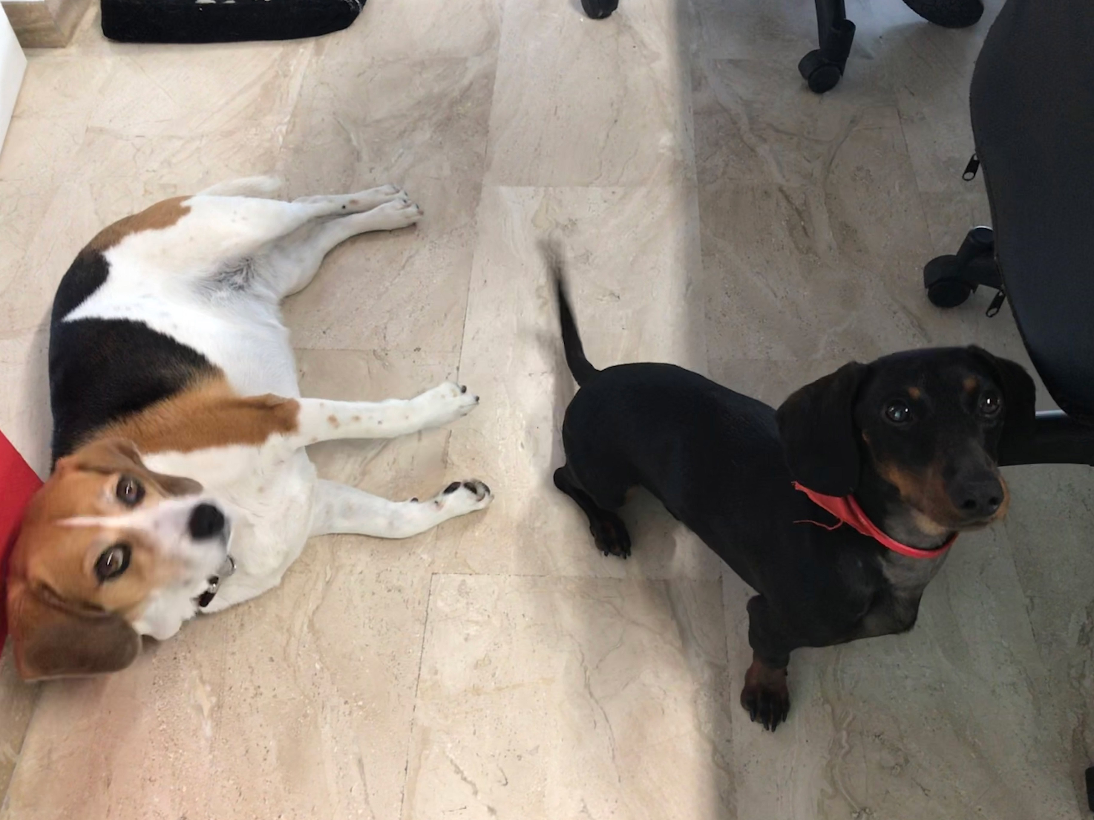 office dogs